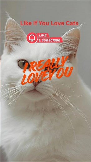 Another Funny Cat Video with cats and Cute Kittens Playing 😂 #cat #catvideos #kitten