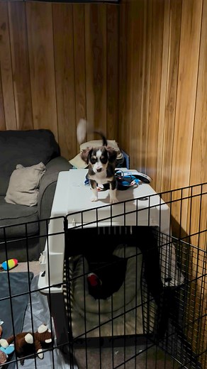 Sneaky Opie but now we know how he did it. #dogs #CutePups #TrickyDog | Larry_the_great_dane