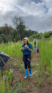 23K views · 350 reactions | Have you ever explored a traditional tribal paddy field? Visiting my granny’s field was such a magical experience Her…we practice jhum cultivation – our age-old way of farming. Along with paddy, we grow maize, vimber, cucumber, chillies, and lots of fresh vegetables 勒️.It’s more than farming – it’s our way of life, rooted in nature  | Tanya priya | Facebook