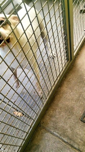 Nee wat , hy voel nie eers die operasie nie 😁 Te bly om sy ma te sien 😍 | Nicole Blignault De Jager