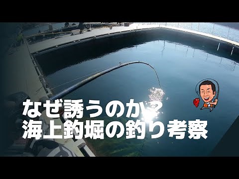 誘いで釣れる３つの理由【海上釣堀釣考動画】