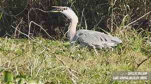 39K views · 671 reactions | 'SAVAGE' :: A wildlife photographer in Apopka, Florida watched a great blue heron devour a juvenile alligator.  PHOTOS: https://bit.ly/2LkZmyw | FOX 13 News - Tampa Bay | Facebook