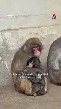 Abandoned baby monkey Punch gets bullied again despite making some friends