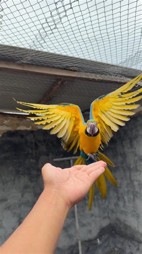 training a 6 month old macaw