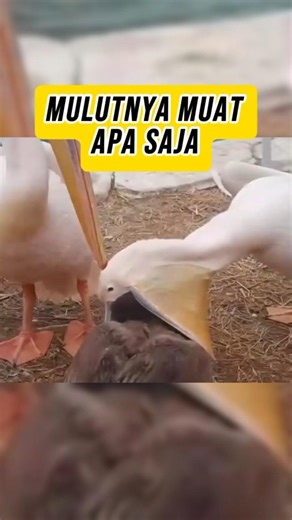 Pelikan dan Kantong Mulut Raksasa | Pelican’s Giant Throat Pouch!!!