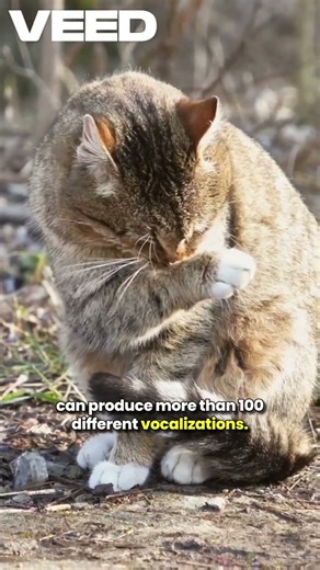 Cat’s Secret Sound Library! 🐱🎶