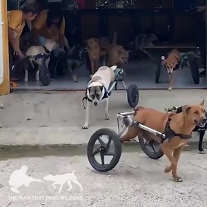 Walkin' Wheels is designed to help dogs conquer their immobility and get moving again. 🐾✨ Veterinarian-recommended! | Walkin' Pets