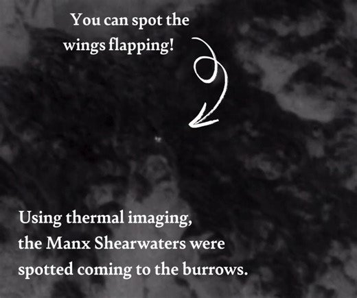 Congratulations Rathlin Island 🎉 🐦 🏝️ Another amazing example of seabird success in island ecosystems. Conservationists on Rathlin Island have found proof of breeding and fledging Manx Shearwater since their LIFE Raft project began removing invasive non-native predators. Richard Else, Senior Research Assistant for the LIFE Raft project said “When the thermal scope picked it up, I could hardly believe my eyes, a Manx Shearwater. You could clearly see in the footage that there were going in and