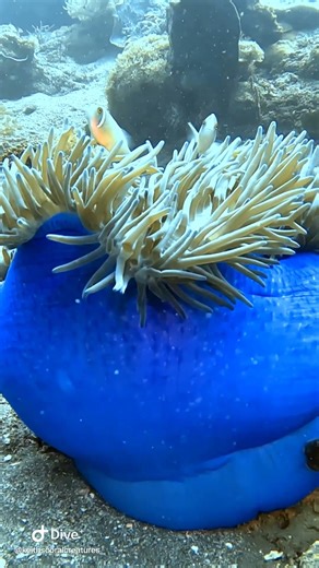 Pink Skunk Clownfish on Blue Anemone