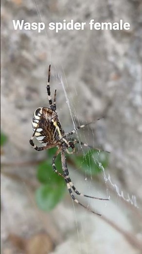 Large Wasp spider female ready for mating #spider #wildlife @mirabelabiodiversity