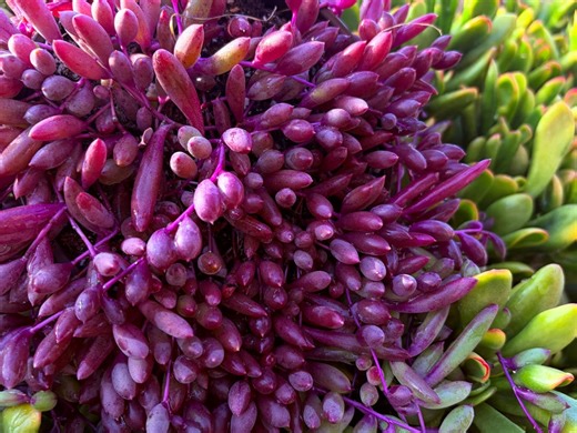 Ruby Necklace, String of Rubies, Little Pickles, Othonna Capensis, Purple Pink Succulent, Trailing Succulent, Hanging Plant in 2'', 4'', 6'' - Etsy