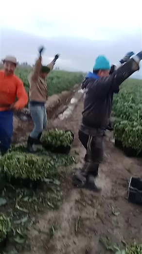 Coordinated Dance on the Farm: Fun Agricultural Activity