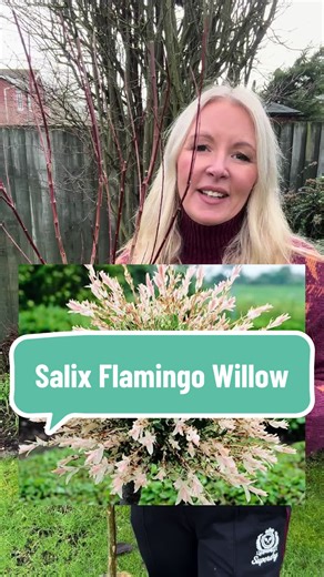 Incredibly decorative, this Flamingo Willow Tree changes its foliage season-by-season, erupting in a cloud of unique colour, remaining interesting into autumn, before returning with fresh growth the following year. This delightful tree brings a refreshing splash of soft pink, white and green to any space and is one of those varieties that’s always in demand. Grown as a standard tree with a neat lollipop shape and strong central stem, it brings instant height and structure to your borders or pati