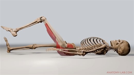 Understanding Tension vs. Compression in Flexibility Training ｜ Anatomy Lab