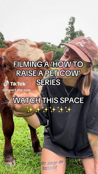 How to Raise a Safe and Loving Pet Cow