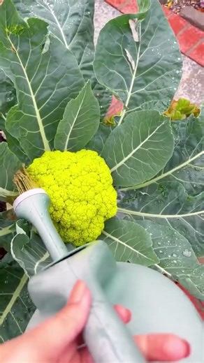 The Secret To Big Veggies 🌱