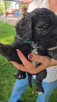 Bella's Springerdoodle Doodle #minidoodle #puppy #sproodle #springerdoodle