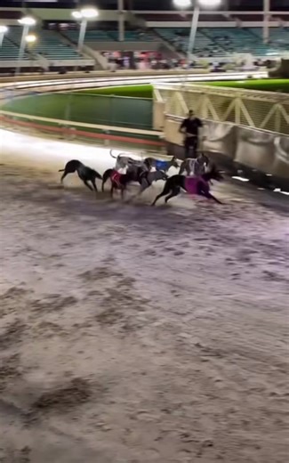 #flashbackfriday on this day… 👀 what you don’t see during a greyhound race! Many hard-working people behind the scenes making magic happen! 🙌🏻 #greyhoundracing