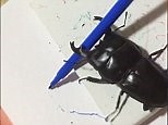 Artistic beetle shows off his drawing skills