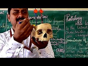 Lateral Lemniscus- CAP