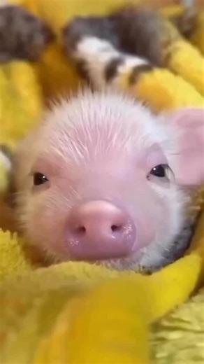 Pigs Planet on Instagram: "Müde 🐽🤎🐽🐽 - - - - Credit👉@sweet_pig_ah #pignic #pignicfarm #cafe #farm #micropicfarm #micropig #micropigs #piglet #petpig #pigstagram #piglife #minipigsofinstagram #piggys #cutepigs #oink #farmer #animalfarm #pigsaspets #piggylove #cute #tokyo #babypig #kawaii #マイクロブタカフェ#マイクロブタのいる暮らし #マ#マイクロブタのいる生活イクロブタカフェ"