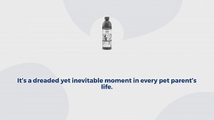 The 10 best flea shampoos for dogs