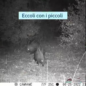 2K views · 131 reactions | L'istrice crestato (Hystrix cristata), noto anche come porcospino, è una specie presente al Parco della Maremma. Si muove prevalentemente di notte, come si può vedere nel video in cui è ripreso anche con il cucciolo. | Parco della Maremma | Facebook