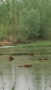 33K views · 100 reactions | Batsar sindhbal Road Ganderbal 7 wild pigs roaming traveling towards Gogigund | Kashmir Valley Hope | Facebook