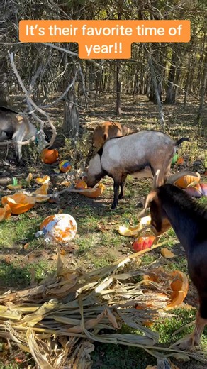 21 reactions · 4 comments | Halloween Clean up crew! | Rafter C Rodeo Goats | Facebook