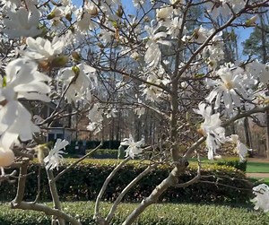It's beginning to look a lot like spring around the Library! Come take a stroll around our property while soaking up this beautiful weather. Plan your visit: https://billygrahamlibrary.org/ | Billy Graham Library