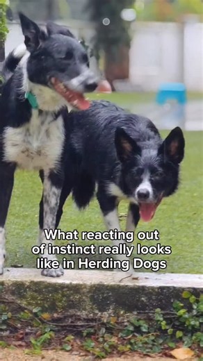 Movement reactivity in Border Collies and Herding Dogs gets misunderstood all the time. Too often, it's misconstrued as fear, aggression or anxiety. When it’s really just their herding instinct kicking in. And honestly? That’s a good thing. Once you understand that these reactions are instinct, not fear or aggression, everything starts to make sense. You stop fighting, and start working with it. Give their instincts the right outlet, and suddenly, all that frustration turns into partnership with