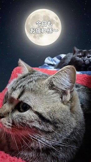 【続・IKEAの猫ベッド(ぬいぐるみ用)】冬仕様にして寝ていま〜す#ねこ #cat #ikea #猫のいる暮らし #癒し