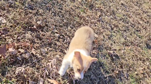 Corgi, Pembroke Welsh puppy for sale