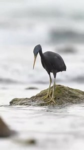 #Birds #Nature #reelsvideo #birds #birdlife #wildlife #love #birdlovers #birdwatching #birdsounds #Birdwatching #birdbrilliance #Birdphotography #birdlife #Birdcaptures #birding #可愛的動物 #Birdlovers #naturephotograph | Viral