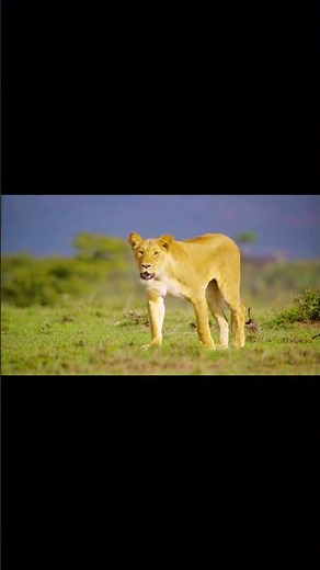 Masai Mara Safari – Rare Footage of a Lion’s Royal Walk#wildlife #animals #lions #nature