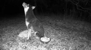 552K views · 19K reactions | SOUND UP!!! The happy screams could’ve...