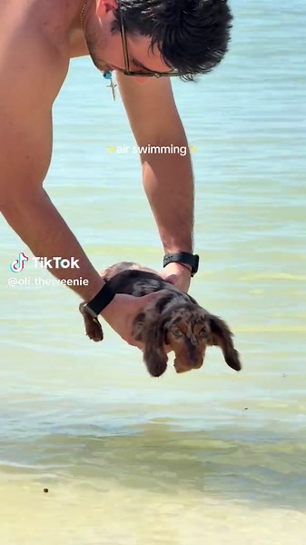 Dachshund Swimming Practice: Adorable Pool Fun