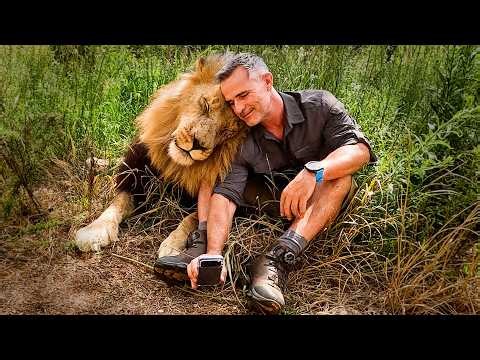 ANIMALS and Human Reunited - Time is Running Out for My LION Friends | The Lion Whisperer
