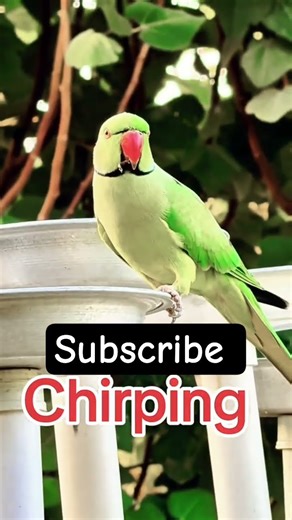 chirping of Parrot 🦜#lovelyparrot #parrotwaching #birdswaching