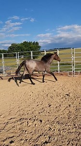 29K views · 2K reactions | Johnny's first time in the round pen  | Blue Pine Quarter Horses | Facebook
