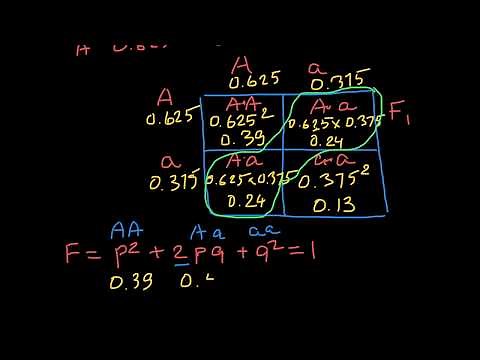 How to find frequency of the genotypes in the next generation
