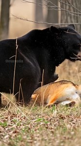 108K views · 466 reactions | Bear Defends The Day From Wolf Pack Attack #nature #bear #wolf | Vu Family | Facebook