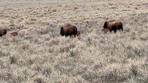 Here’s a short video. These little ones are only a few days old. | Laramie Foothills Bison Conservation Herd