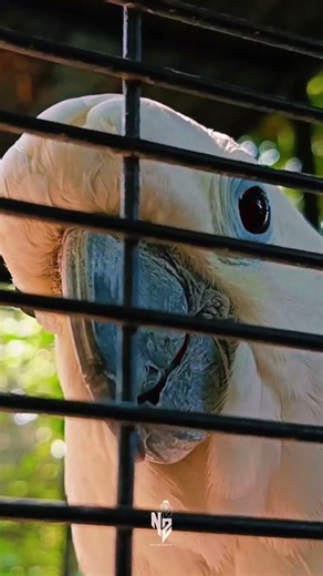 හන්තානෙදි හම්බවුණු තවත් යාළුවෙක් 🦜 #kandy #nature #srilanka #travel #birds
