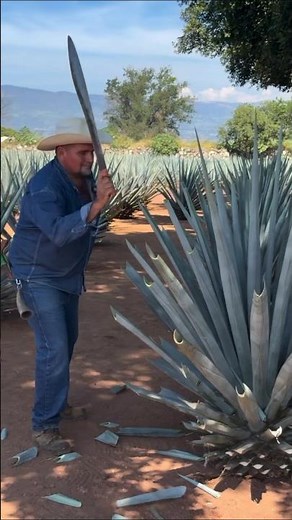 Tequila Making Process!