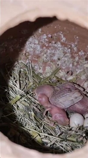 Masha Allah top class fown java pair‪@SYEDBIRDS‬ ‪@BUDGIESPARROTSTRADERS‬