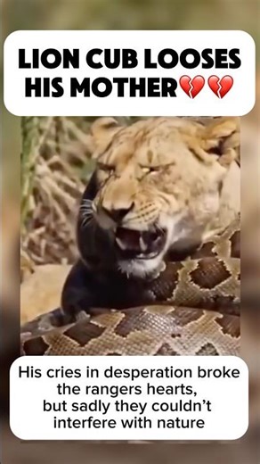 Lion Cub Looses His Mother 💔| (Most Emotional TikTok Videos 2026)