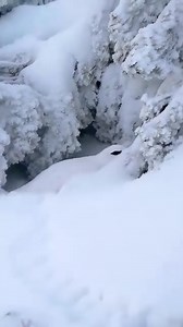 7.3K views · 189 reactions | Incredible Snow Partridge  #wildlifeplanet #whitemountains #pheasant #wildanimals #naturelovers #beautychallenge #mountains #wildlifephotography #mountainview #Himalayas | Shangla Wildlife | Facebook