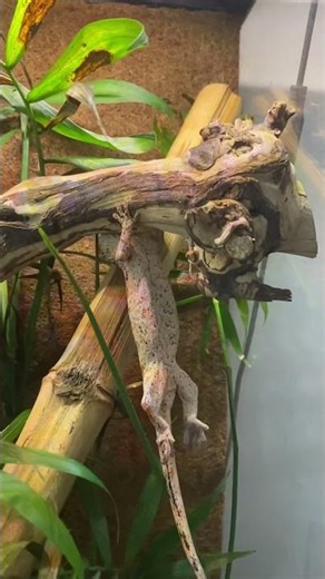 Gecko doing pull-ups 💪💪💪