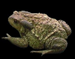 Crapaud - Alchetron, The Free Social Encyclopedia